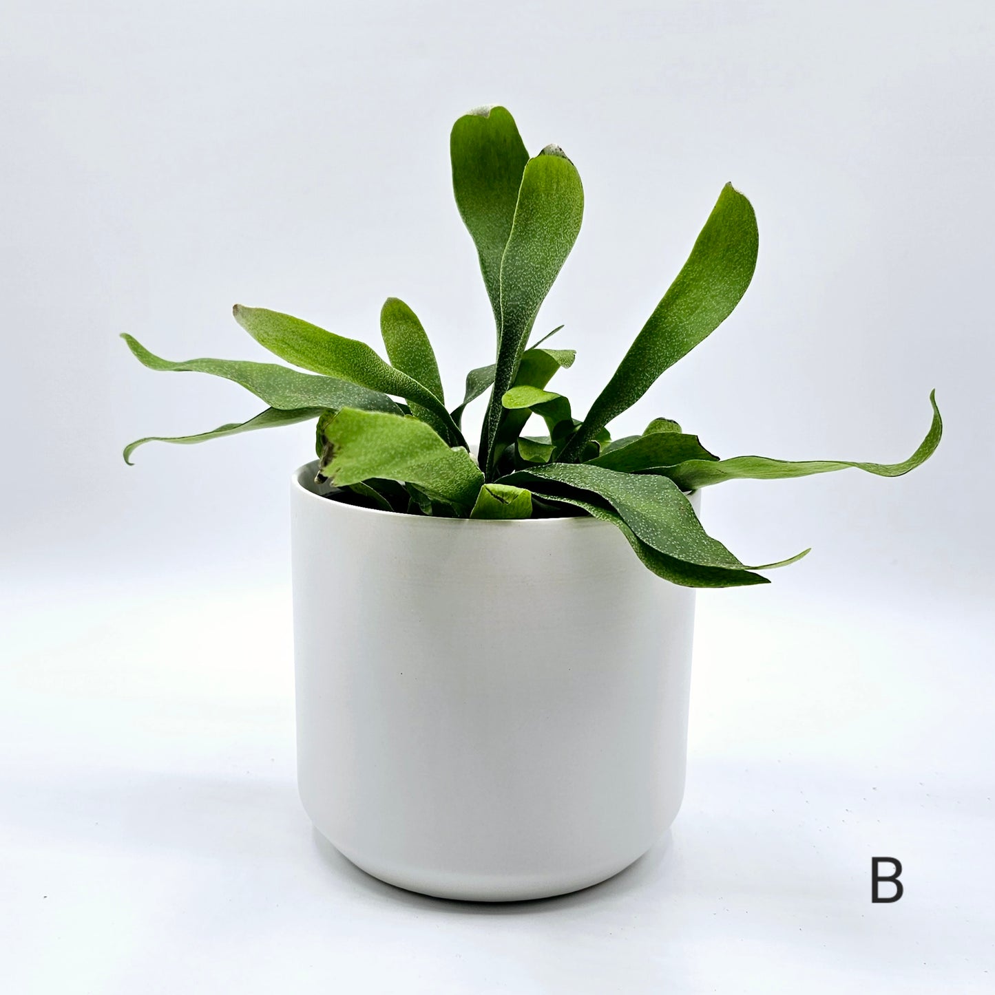 Staghorn Fern 4" -Exact Plant