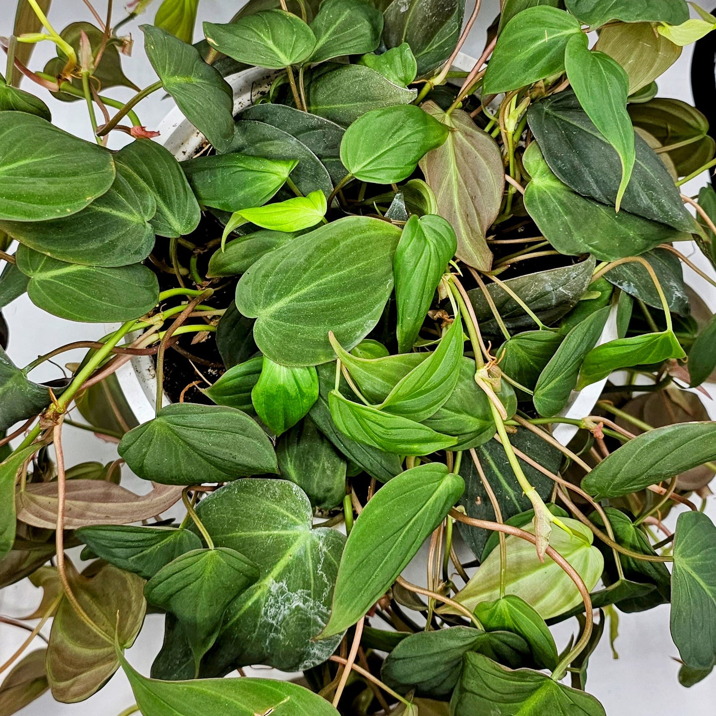 Philodendron Micans Velvet 8" -Exact Plant