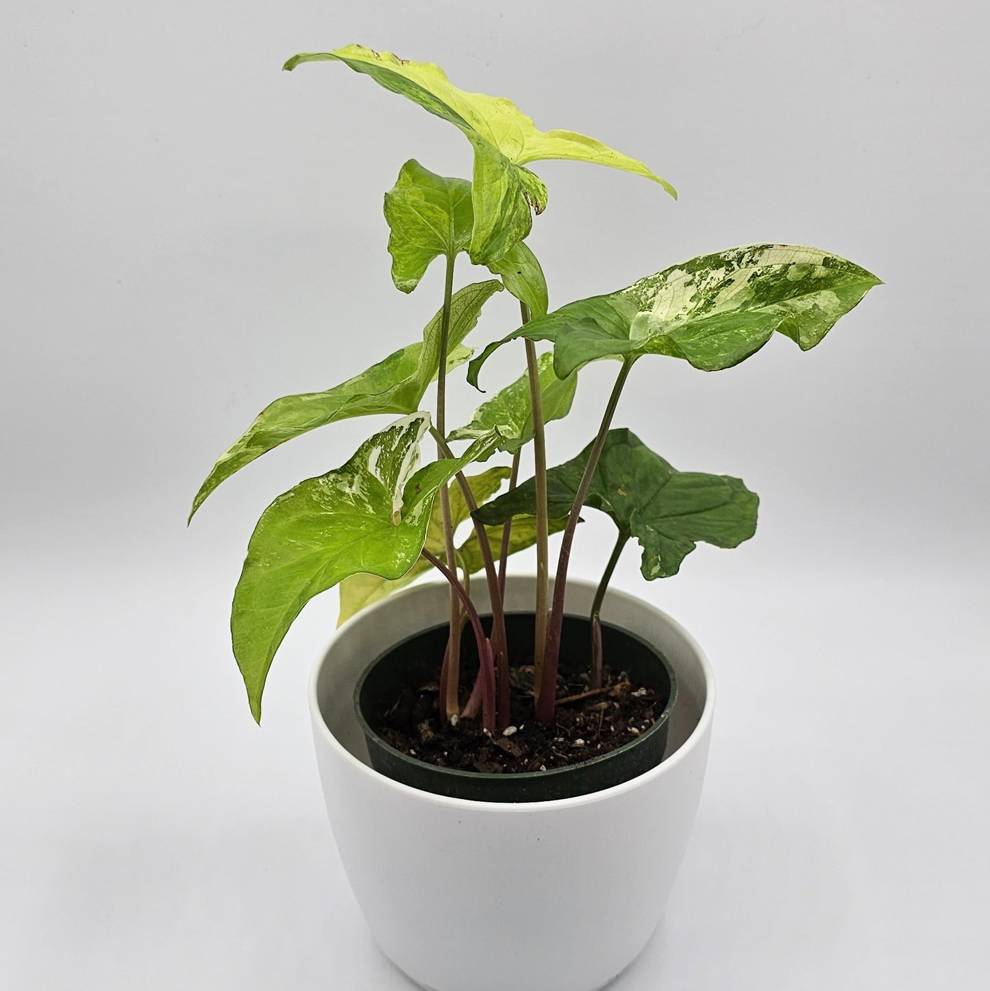 Syngonium Albo Variegatum 4" -Exact Plant