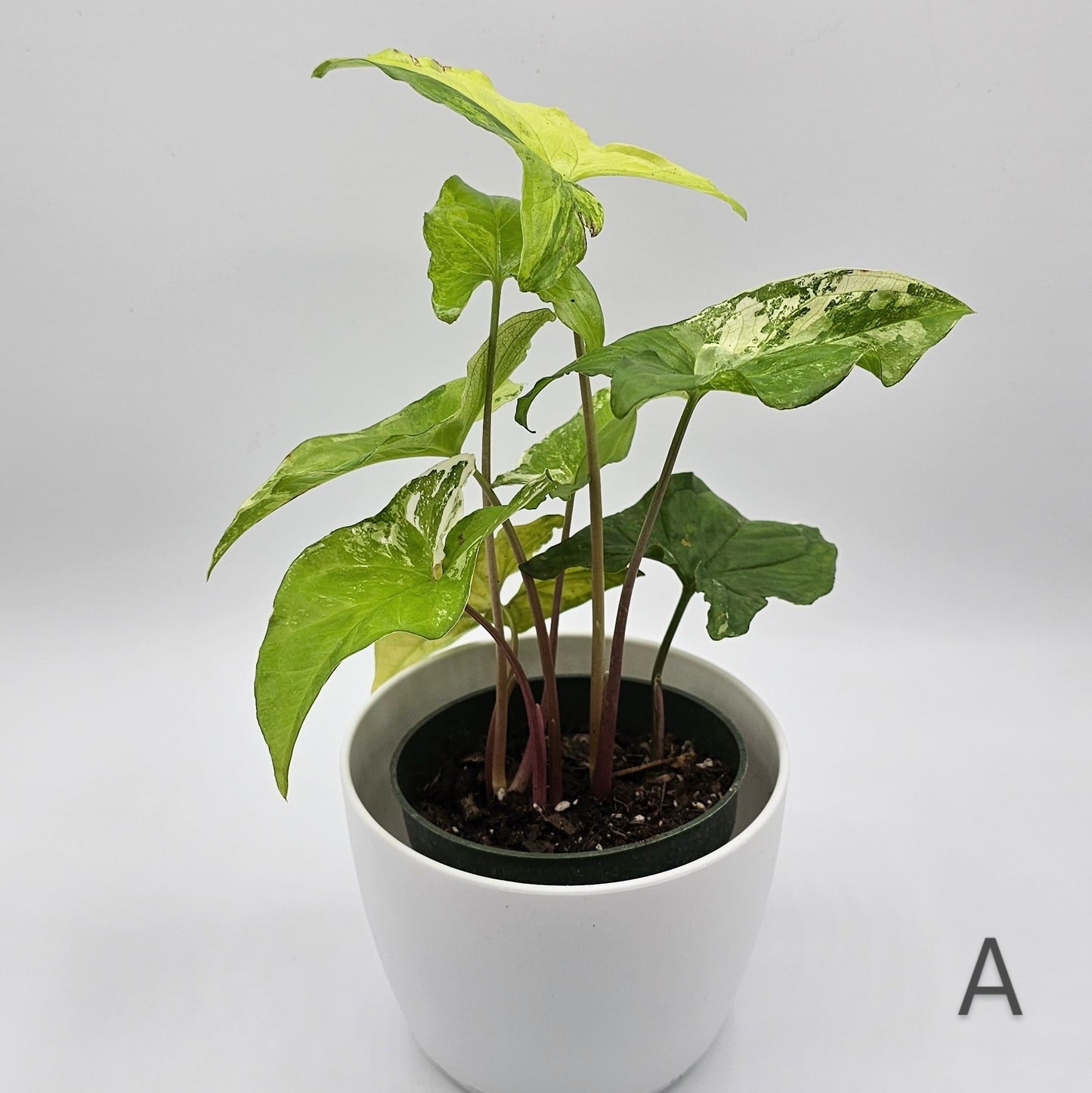 Syngonium Albo Variegatum 4" -Exact Plant