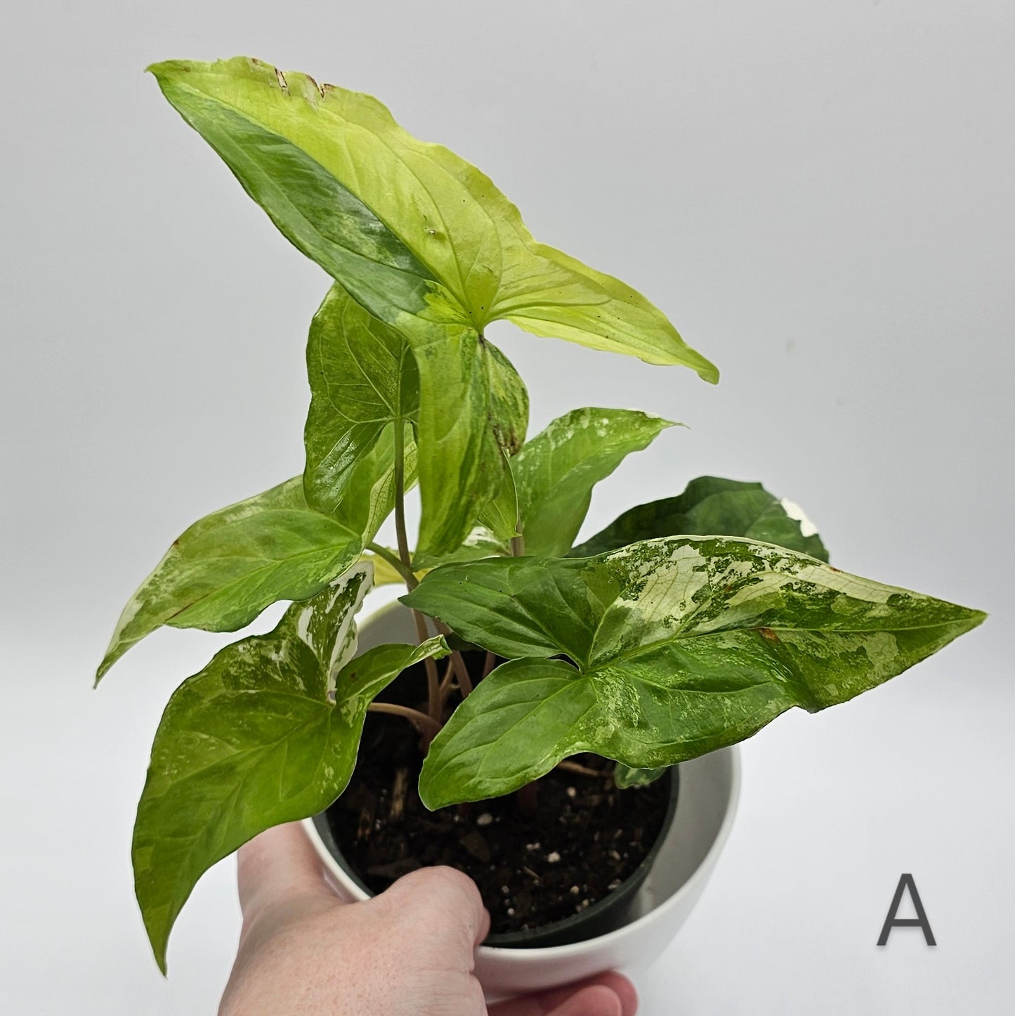 Syngonium Albo Variegatum 4" -Exact Plant