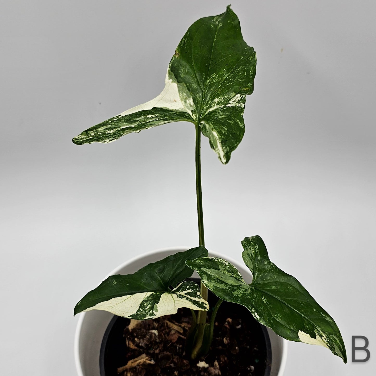 Syngonium Albo Variegatum 4" -Exact Plant