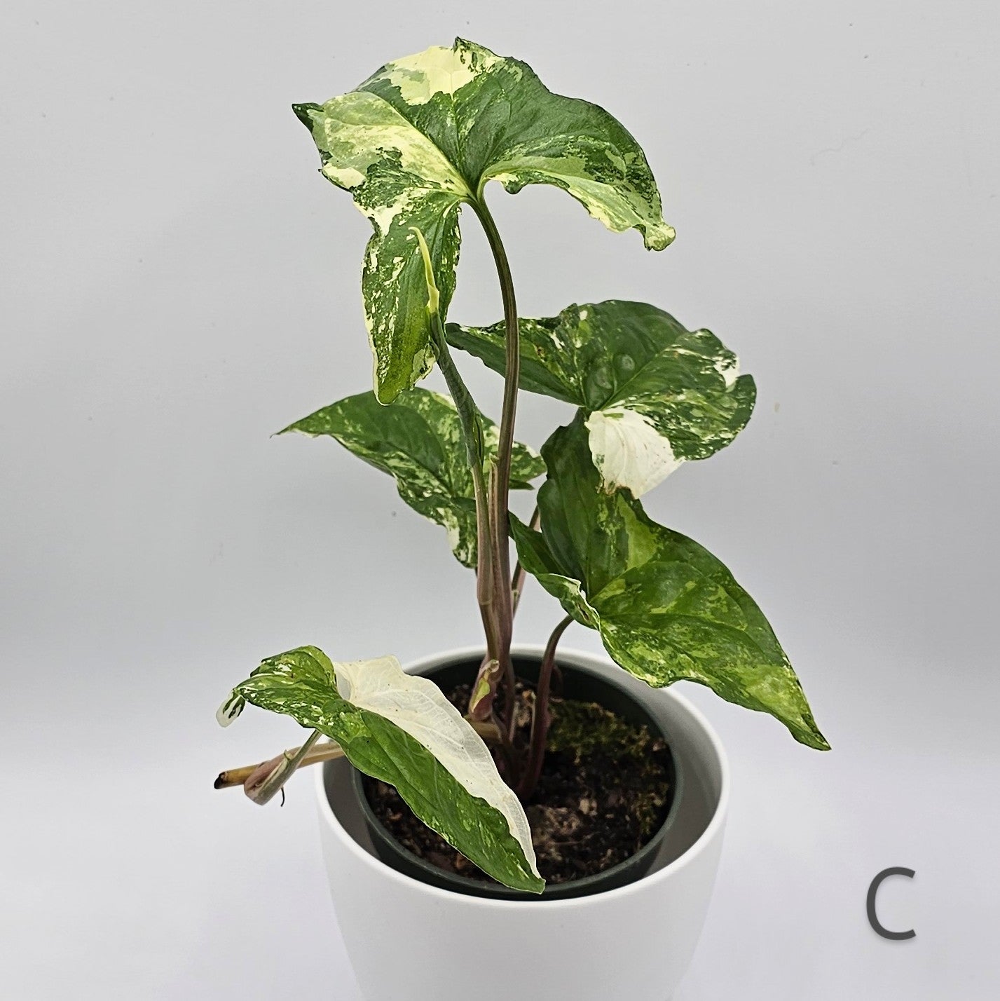 Syngonium Albo Variegatum 4" -Exact Plant