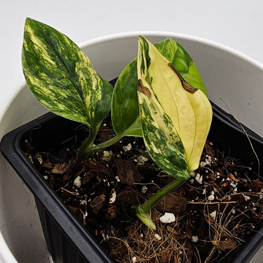 Monstera Peru Variegated 3" -Exact Plant