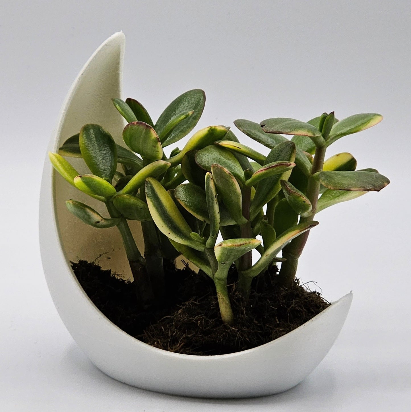 La Luna Crescent Moon Planter, Pearl