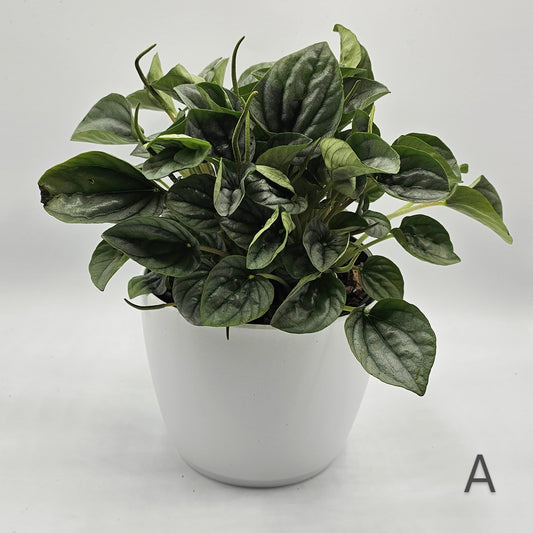 Peperomia Silver Frost 6" -Exact Plant