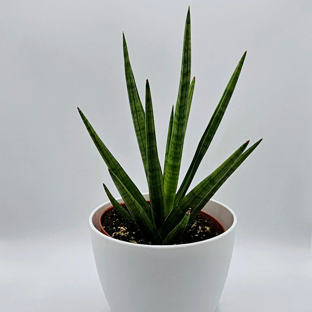 Sansevieria Bob, Snake Plant 6" -Exact Plants