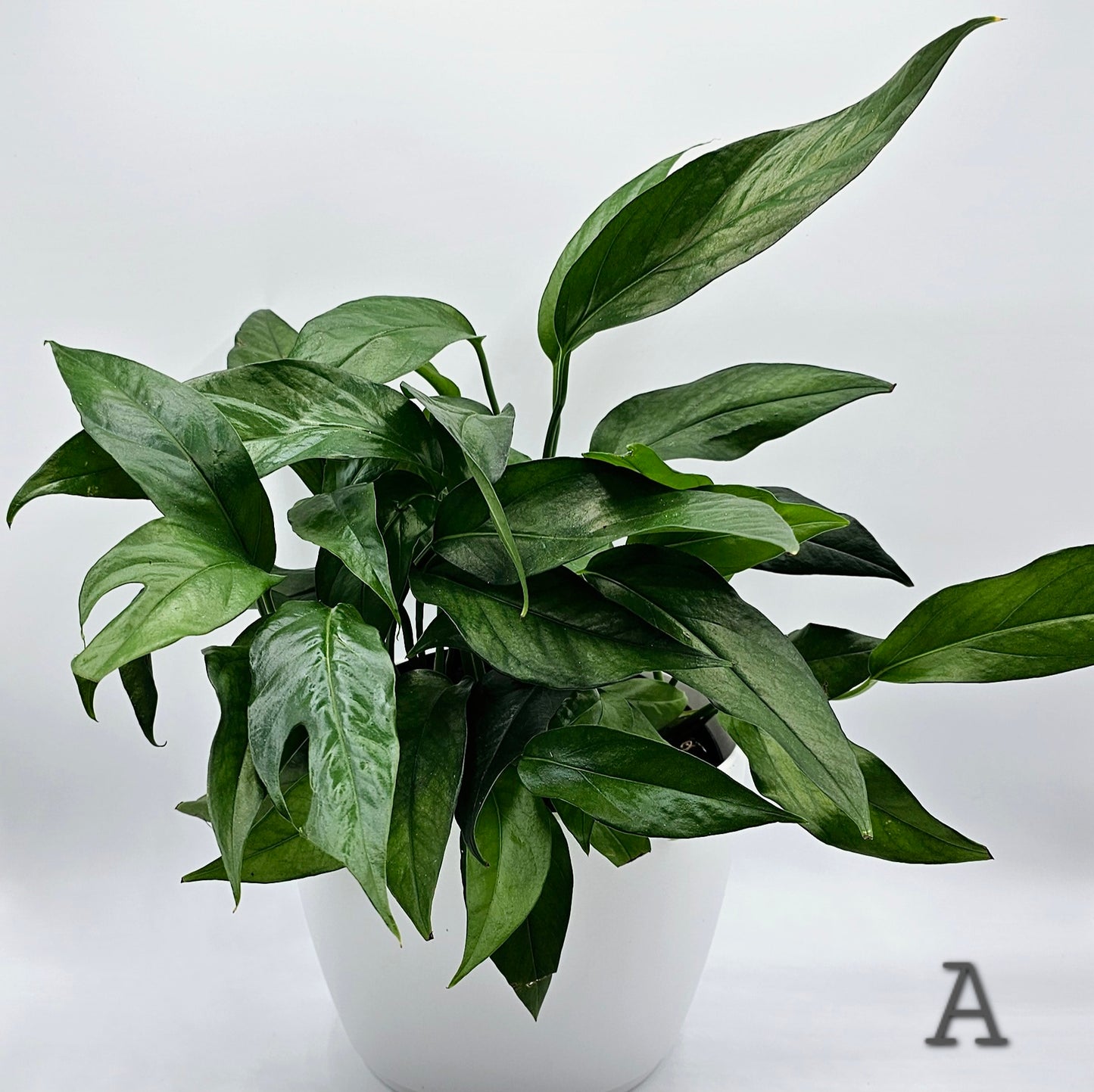 Baltic Blue Pothos (Epipremnum) 4" -Exact Plant