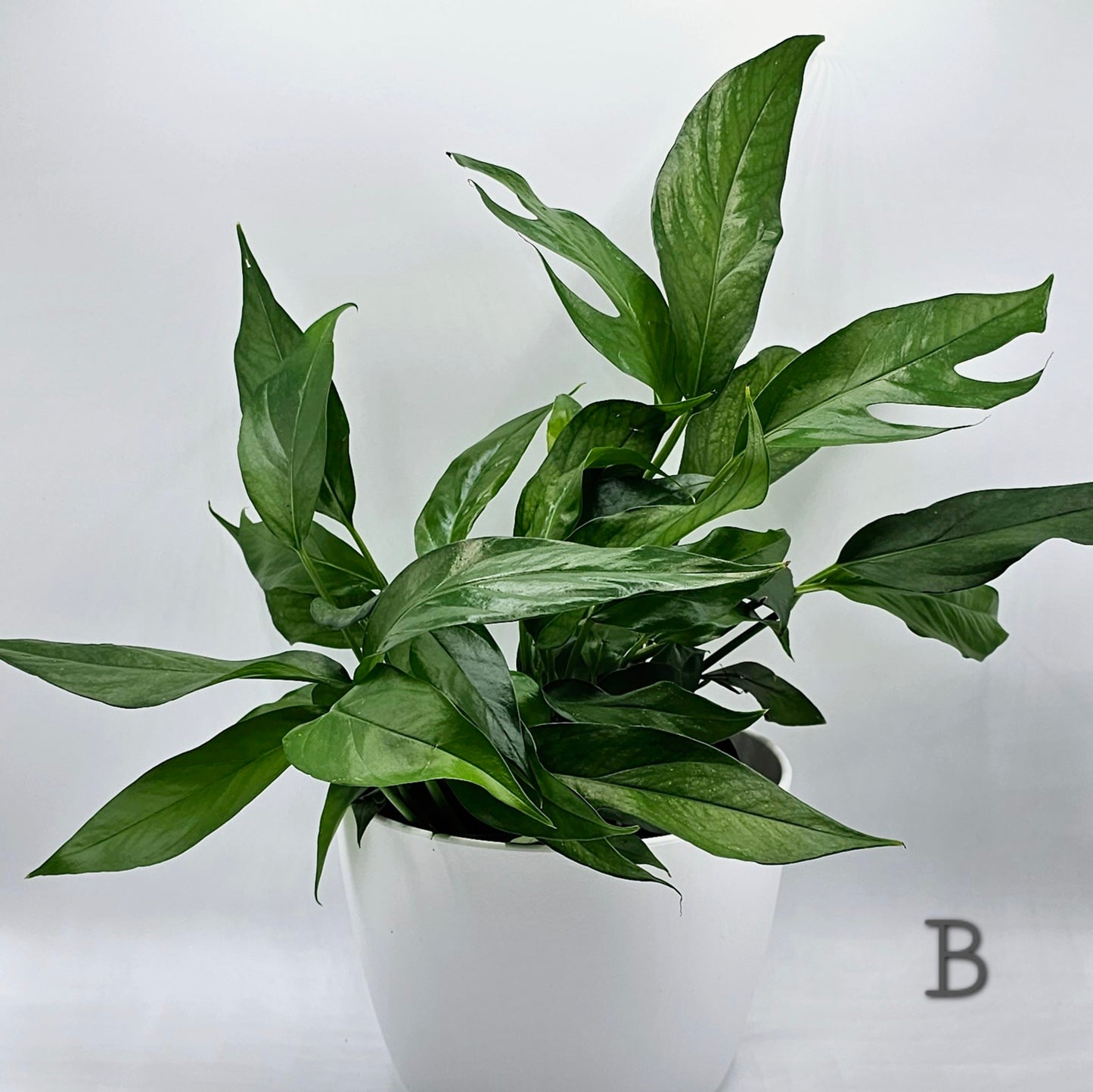 Baltic Blue Pothos (Epipremnum) 4" -Exact Plant