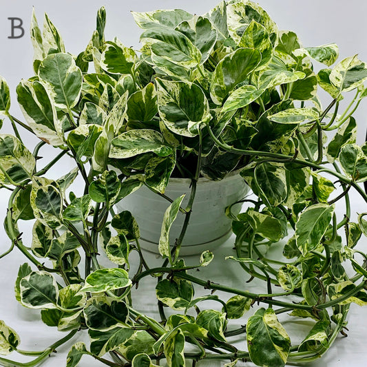 Pearls & Jade Pothos (Epipremnum) 8" -Exact Plant