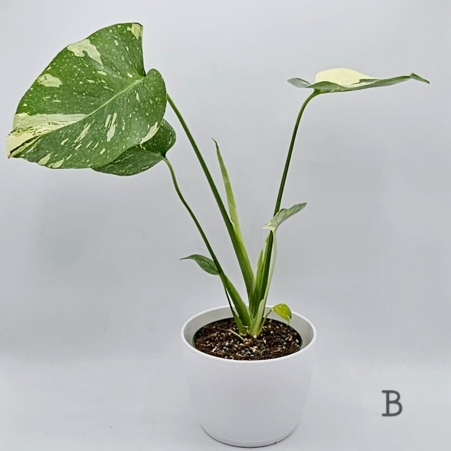 Monstera Thai Constellation 4" -Exact Plants