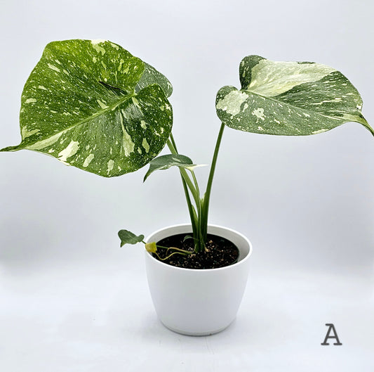 Monstera Thai Constellation 4" -Exact Plants