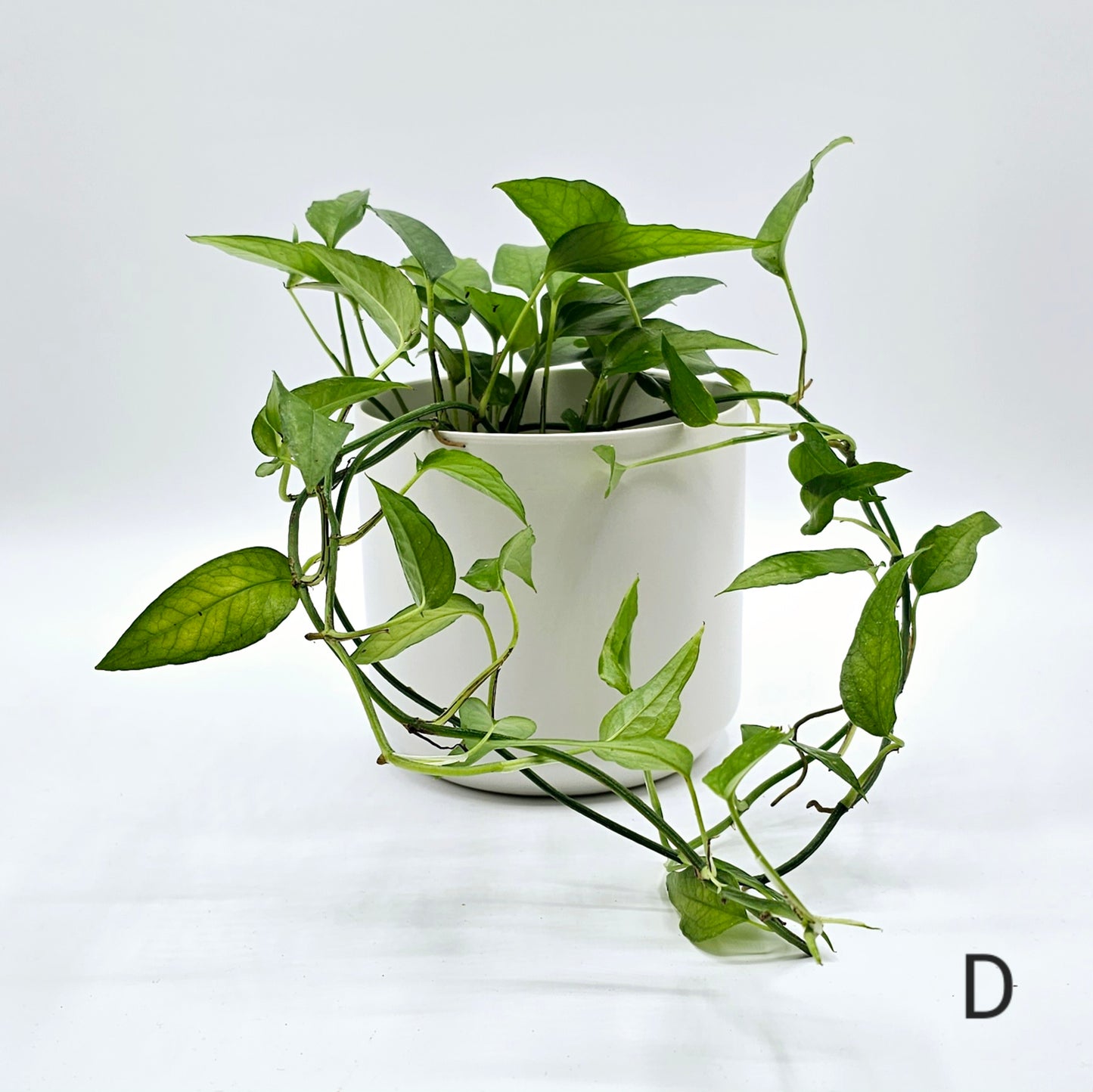 Skeleton Key Pothos (Epipremnum) 4" -Exact Plant