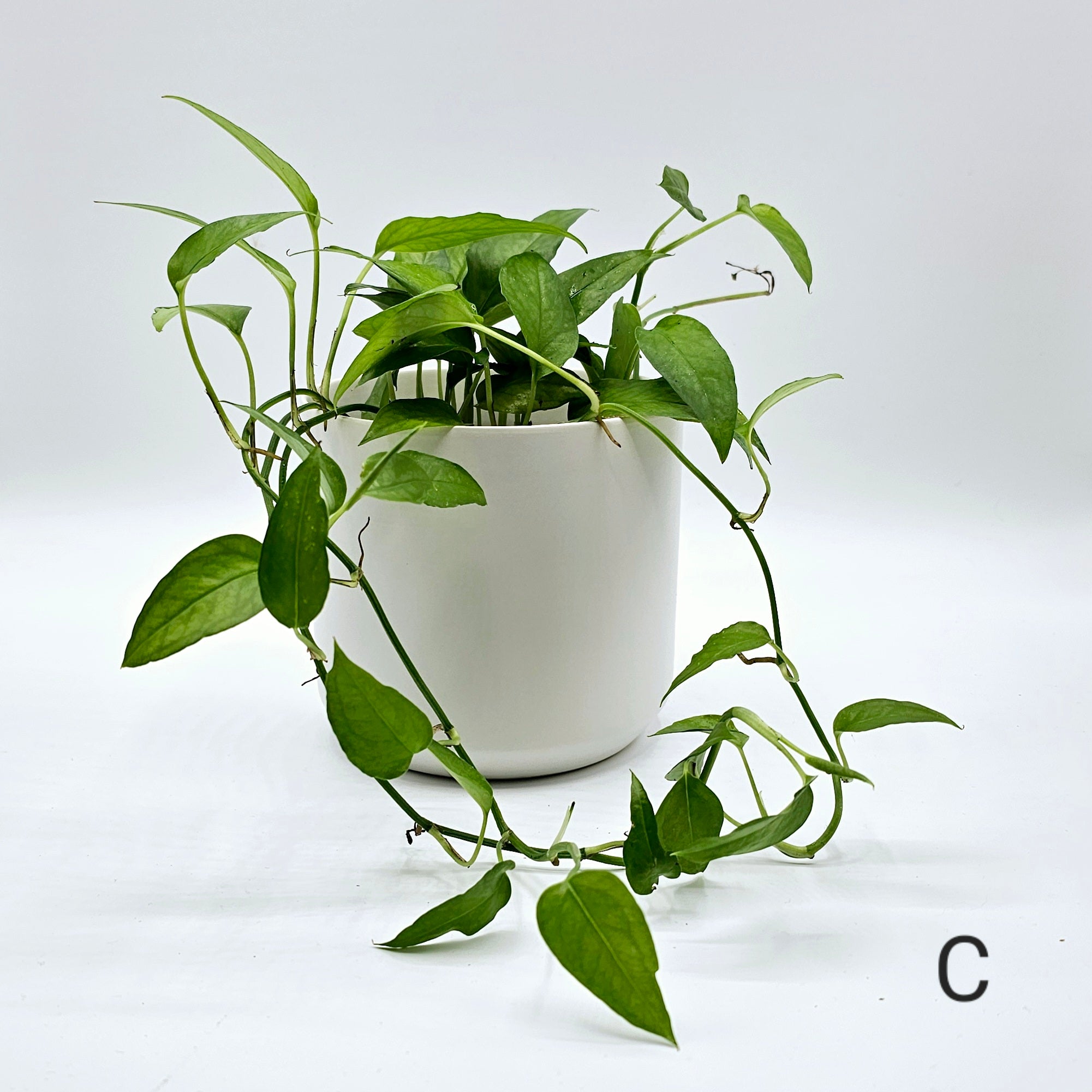 Skeleton Key Pothos Epipremnum 4 Exact Plant   20230921 221200 