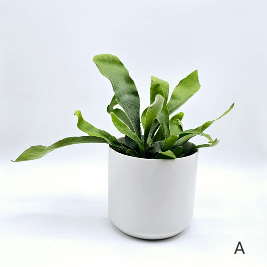 Staghorn Fern 4" -Exact Plant