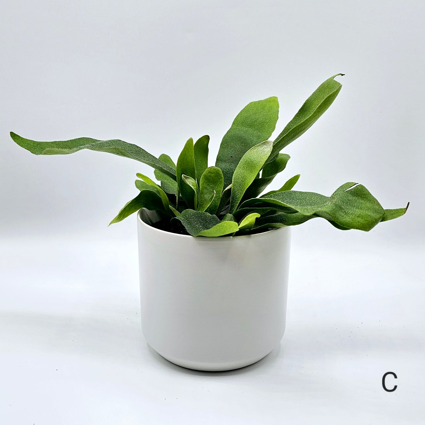 Staghorn Fern 4" -Exact Plant