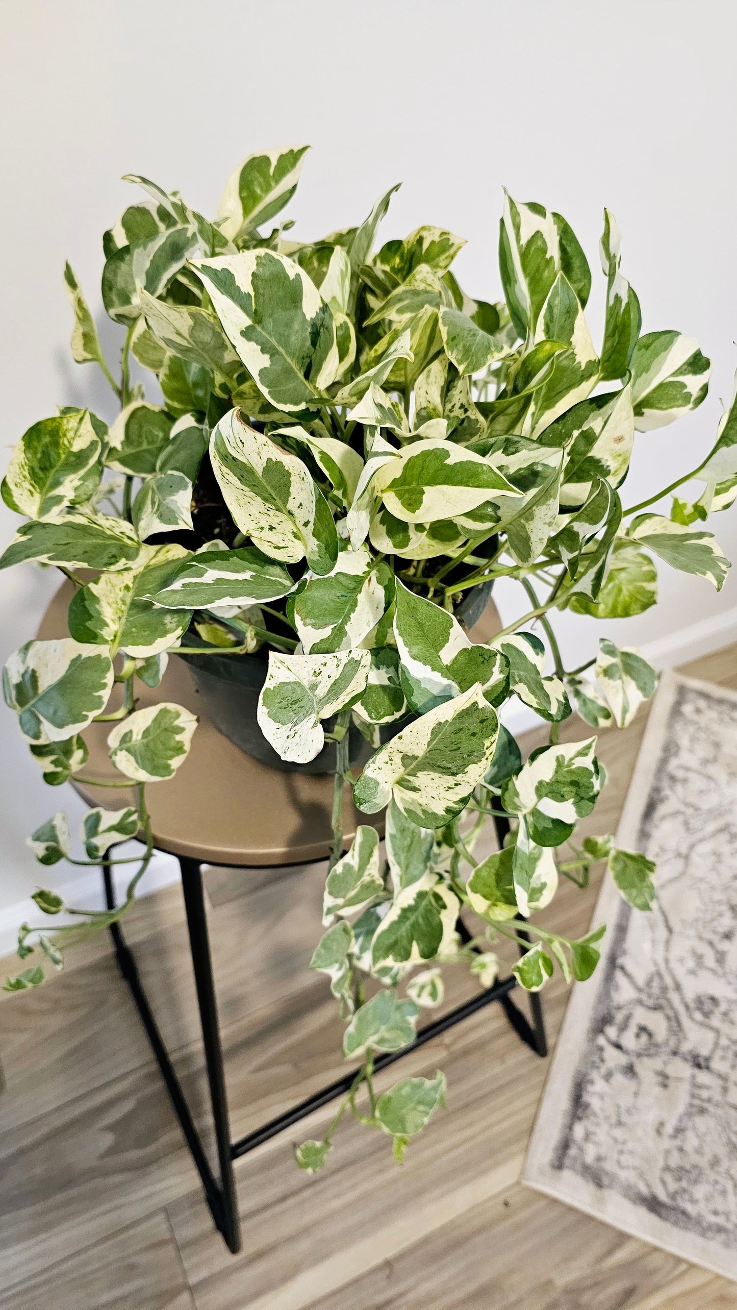 N' Joy Pothos (Epipremnum) 8" -Exact Plant