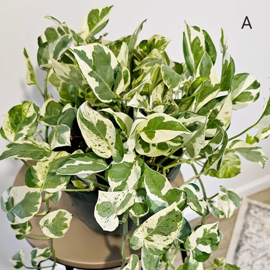 N' Joy Pothos (Epipremnum) 8" -Exact Plant