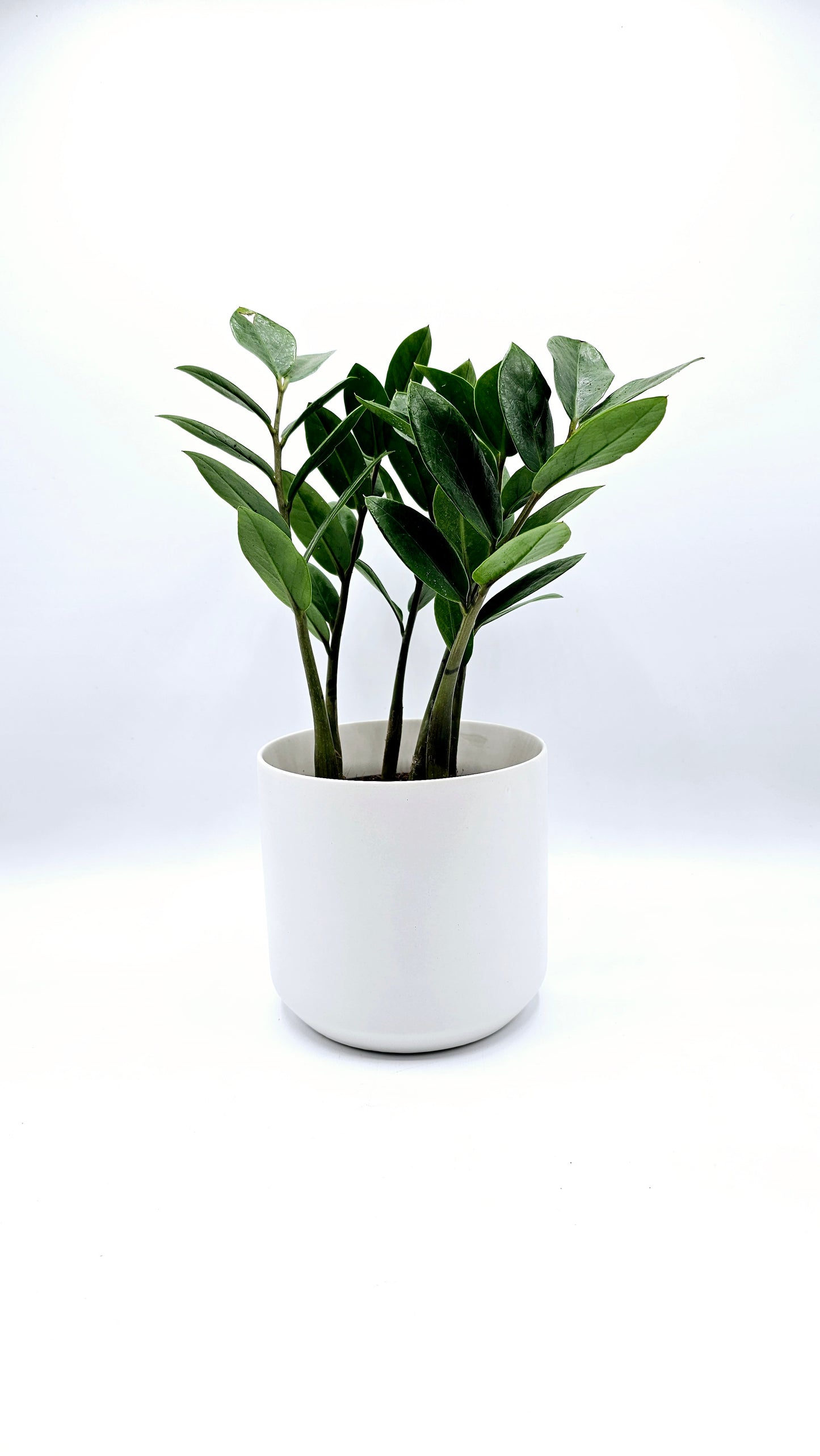 Zamioculcas zamiifolia, ZZ Plant 4" -Exact Plants