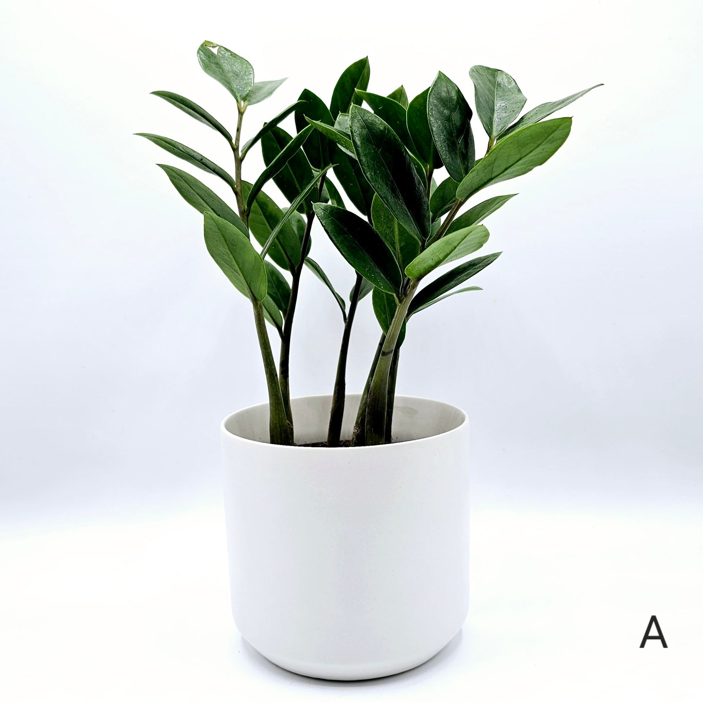 Zamioculcas zamiifolia, ZZ Plant 4" -Exact Plants