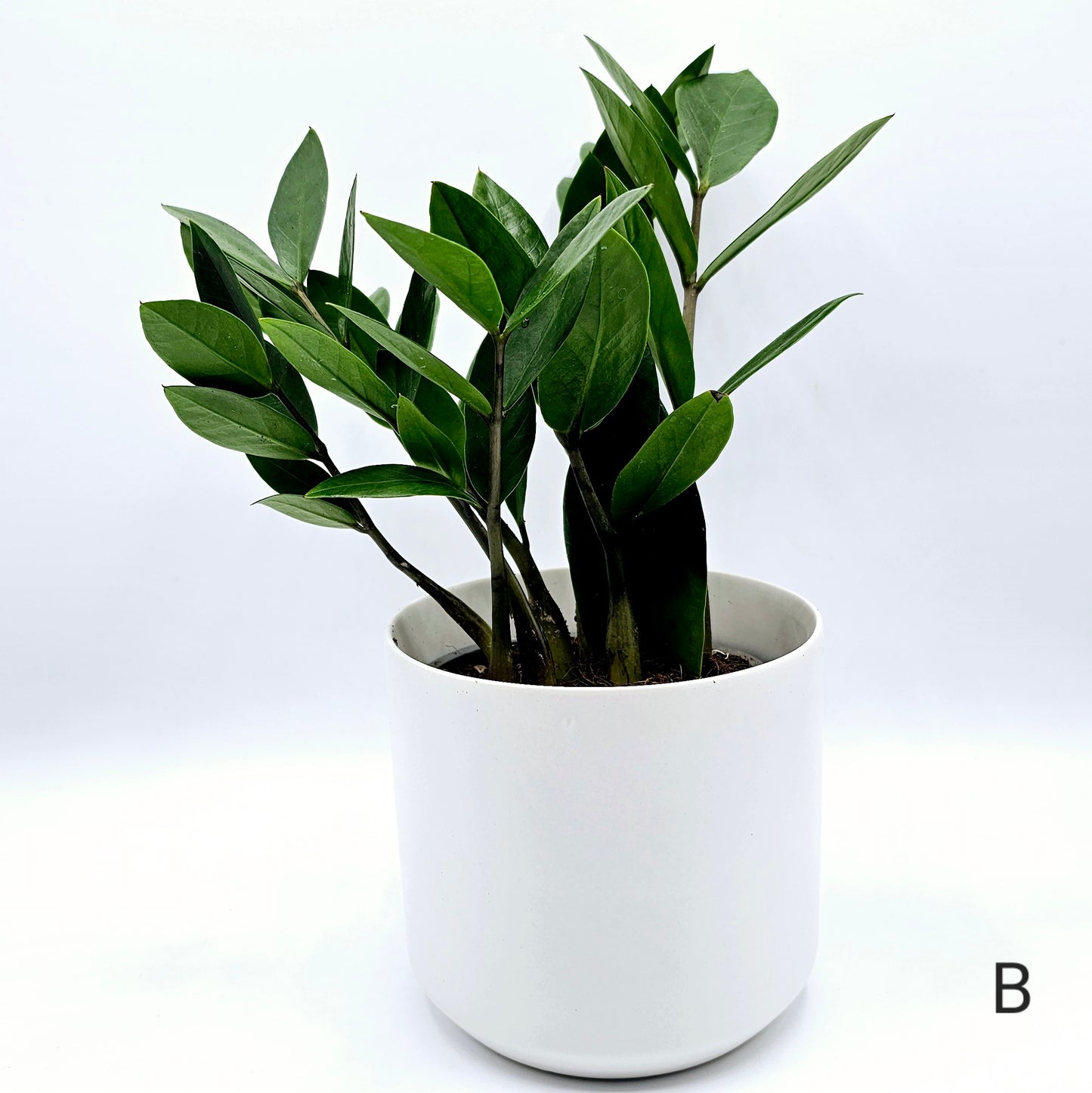 Zamioculcas zamiifolia, ZZ Plant 4" -Exact Plants