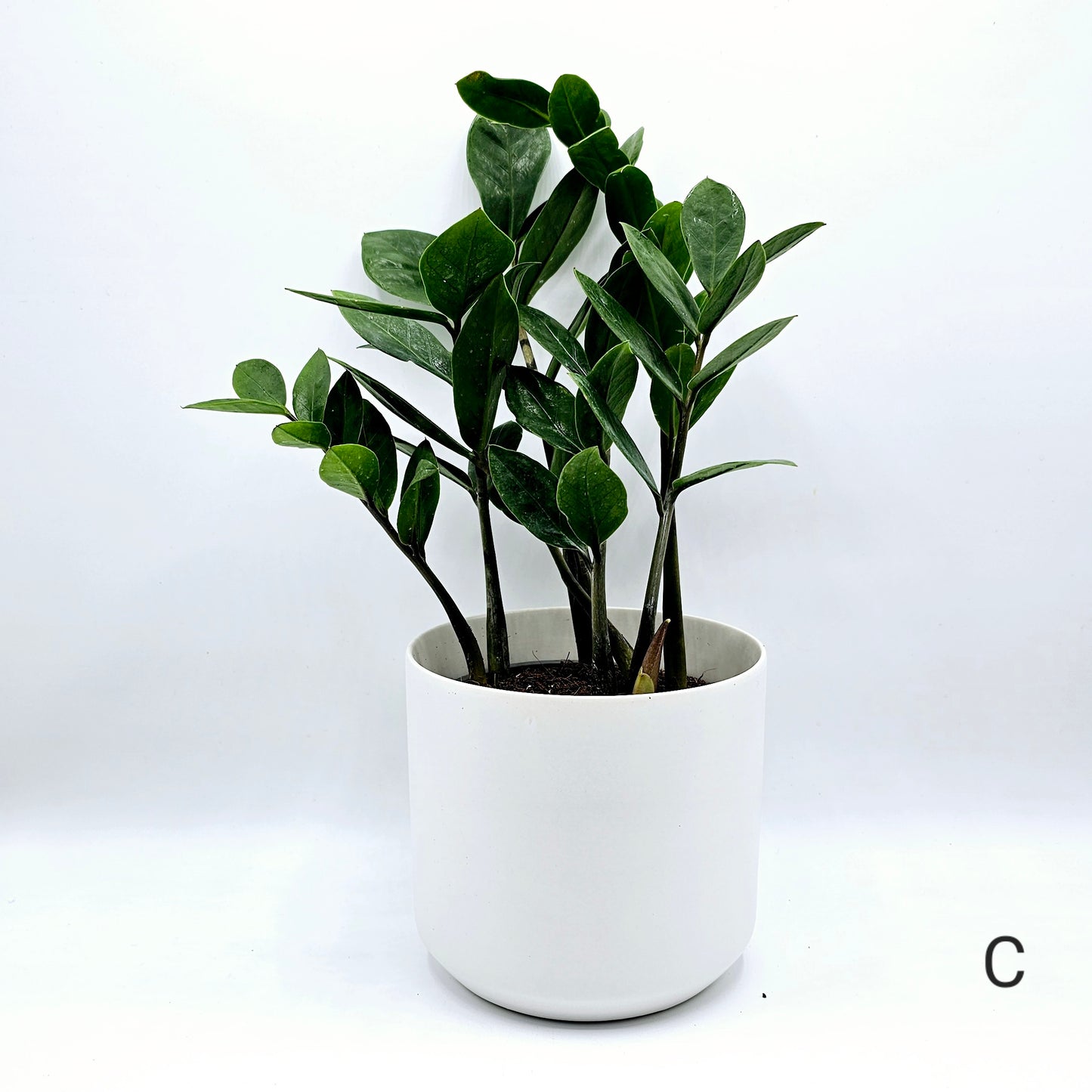 Zamioculcas zamiifolia, ZZ Plant 4" -Exact Plants