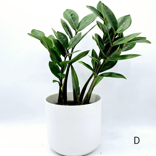 Zamioculcas zamiifolia, ZZ Plant 4" -Exact Plants