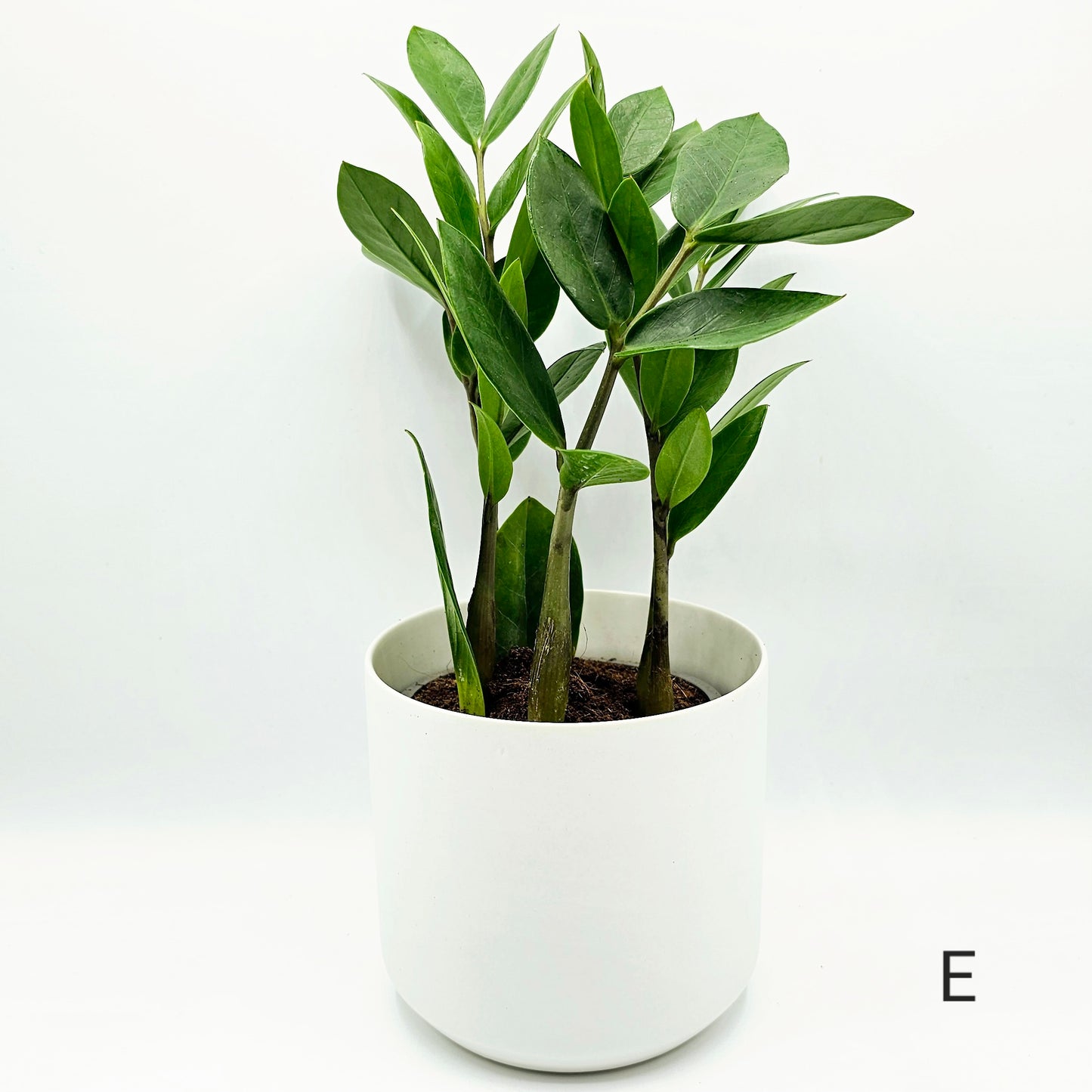 Zamioculcas zamiifolia, ZZ Plant 4" -Exact Plants