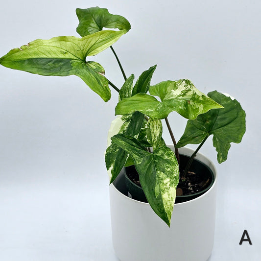 Syngonium Albo Variegatum 4" -Exact Plant