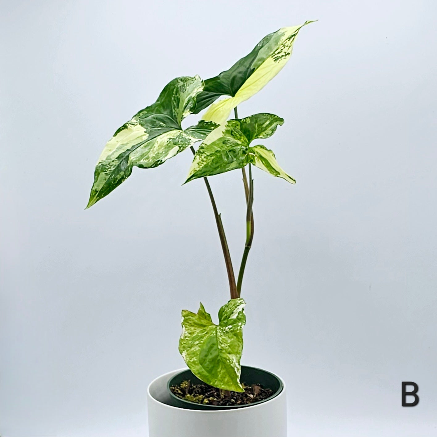 Syngonium Albo Variegatum 4" -Exact Plant