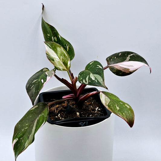 Philodendron Red Anderson -Exact Plant