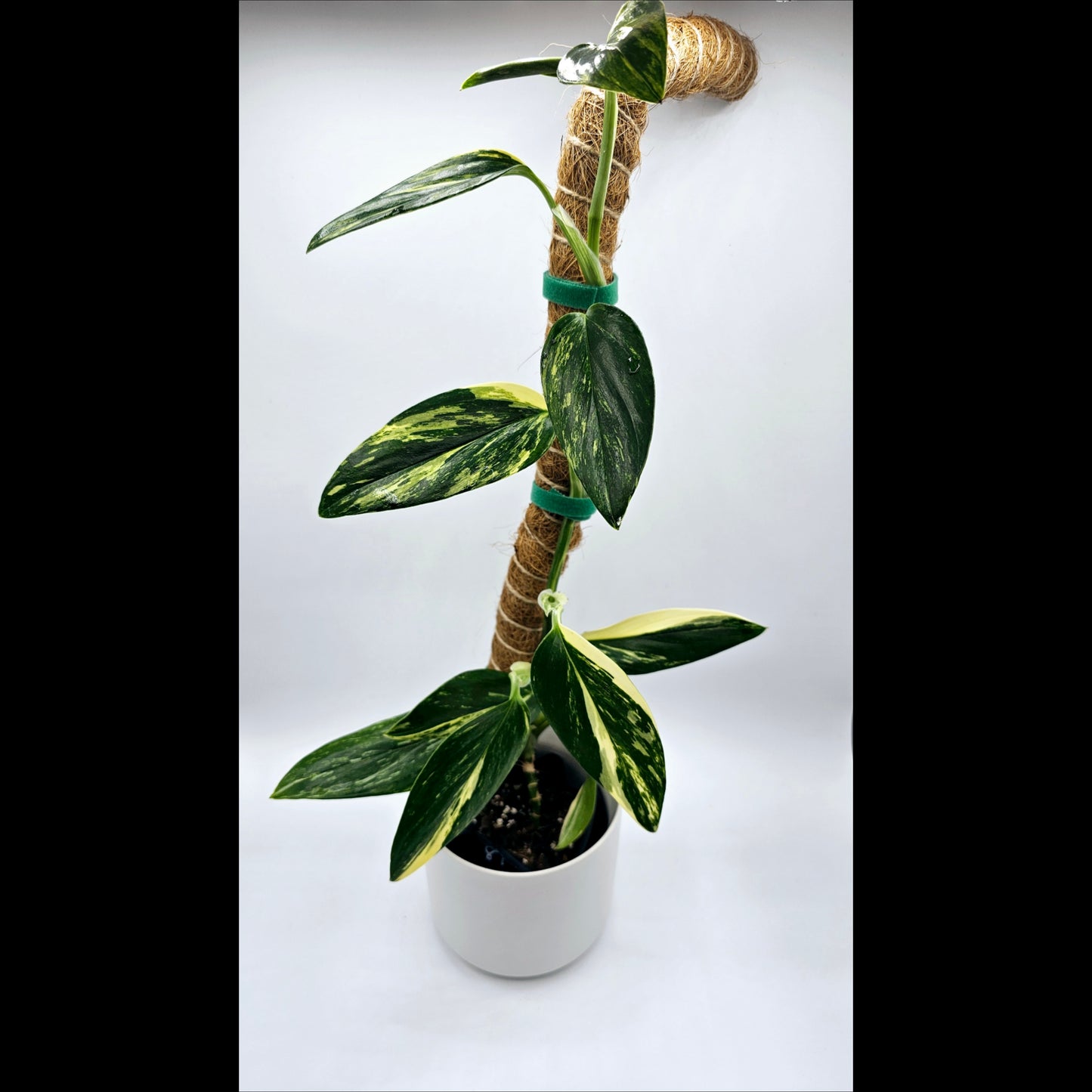 Monstera Standleyana Aurea- Exact Plant