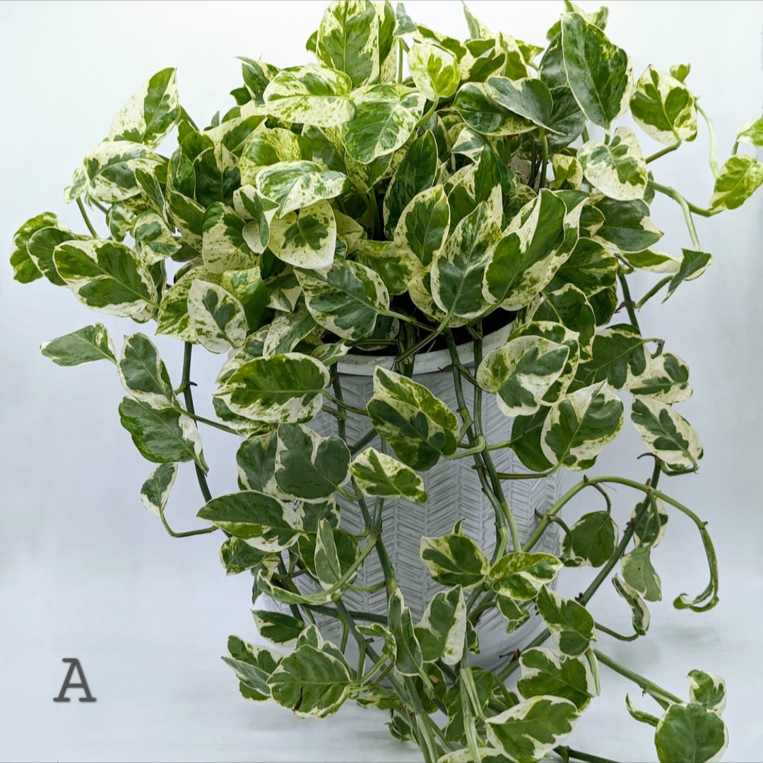 Pearls & Jade Pothos (Epipremnum) 8" -Exact Plant