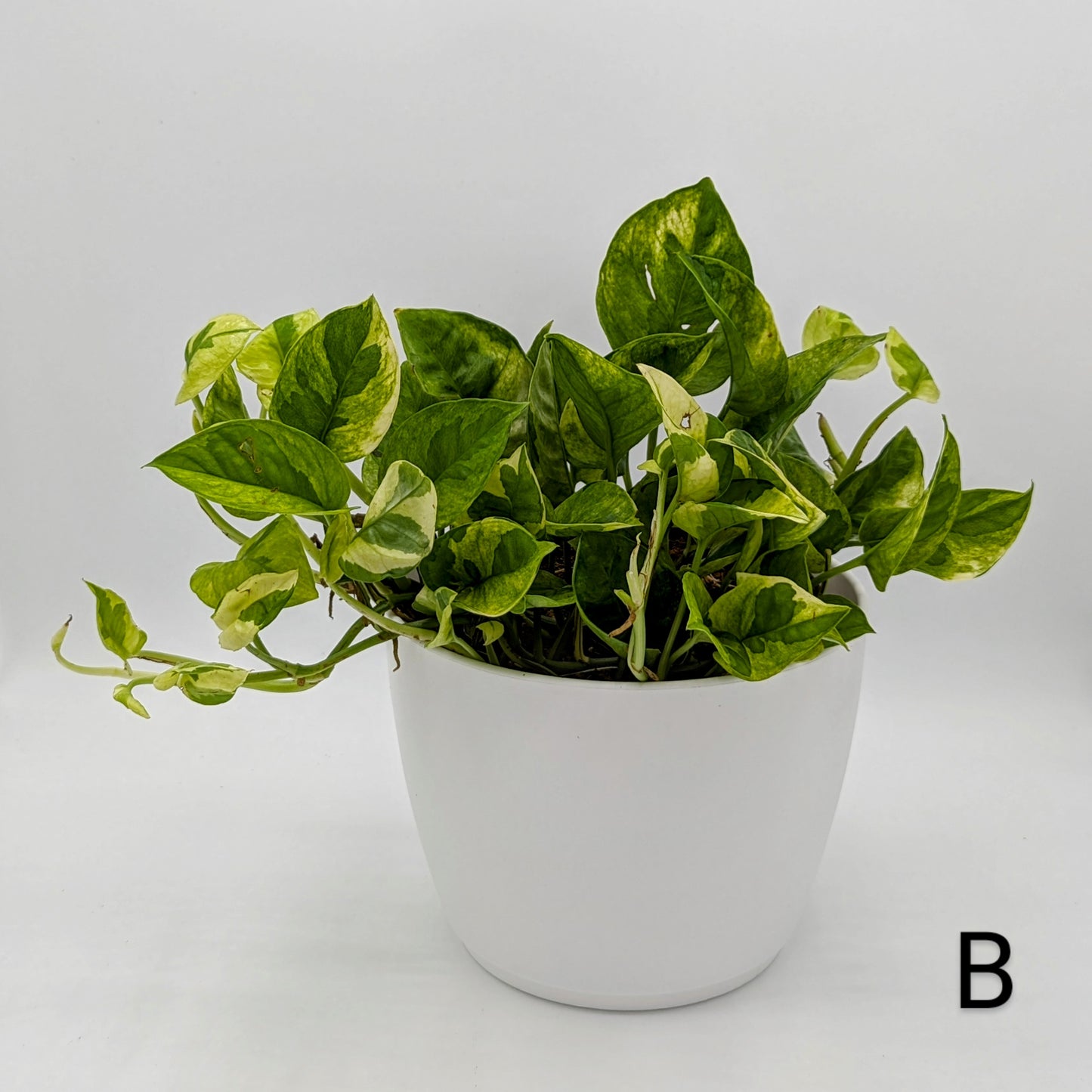 Lemon Meringue Pothos (Epipremnum) 6" -Exact Plant