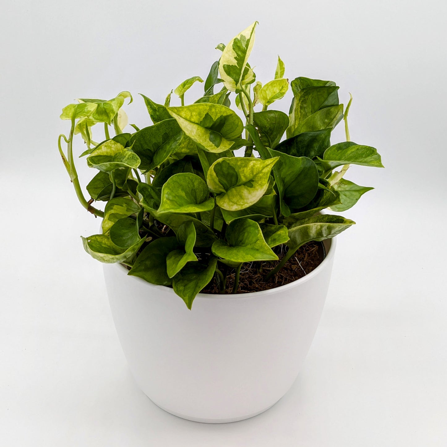 Lemon Meringue Pothos (Epipremnum) 6" -Exact Plant