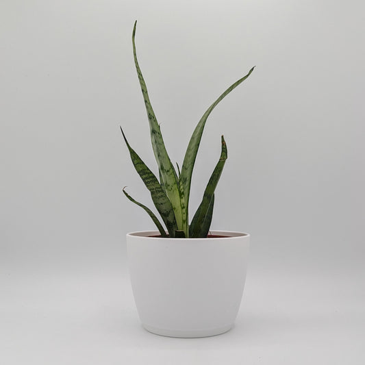 Silver Princess Snake Plant 4" -Exact Plants