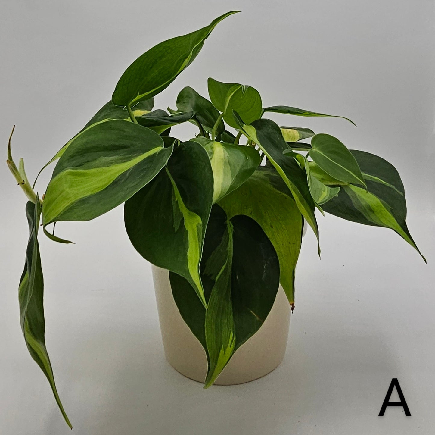 Philodendron Brasil (Brazil) 4"  -Exact Plants