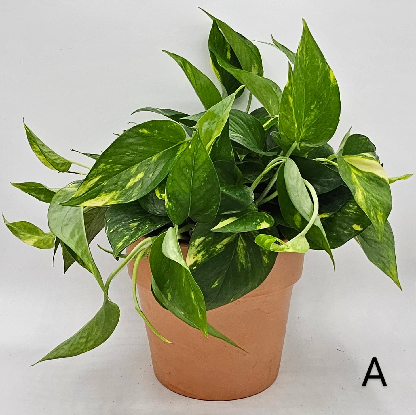 Hawaiian Pothos (Epipremnum) 6" -Exact Plant