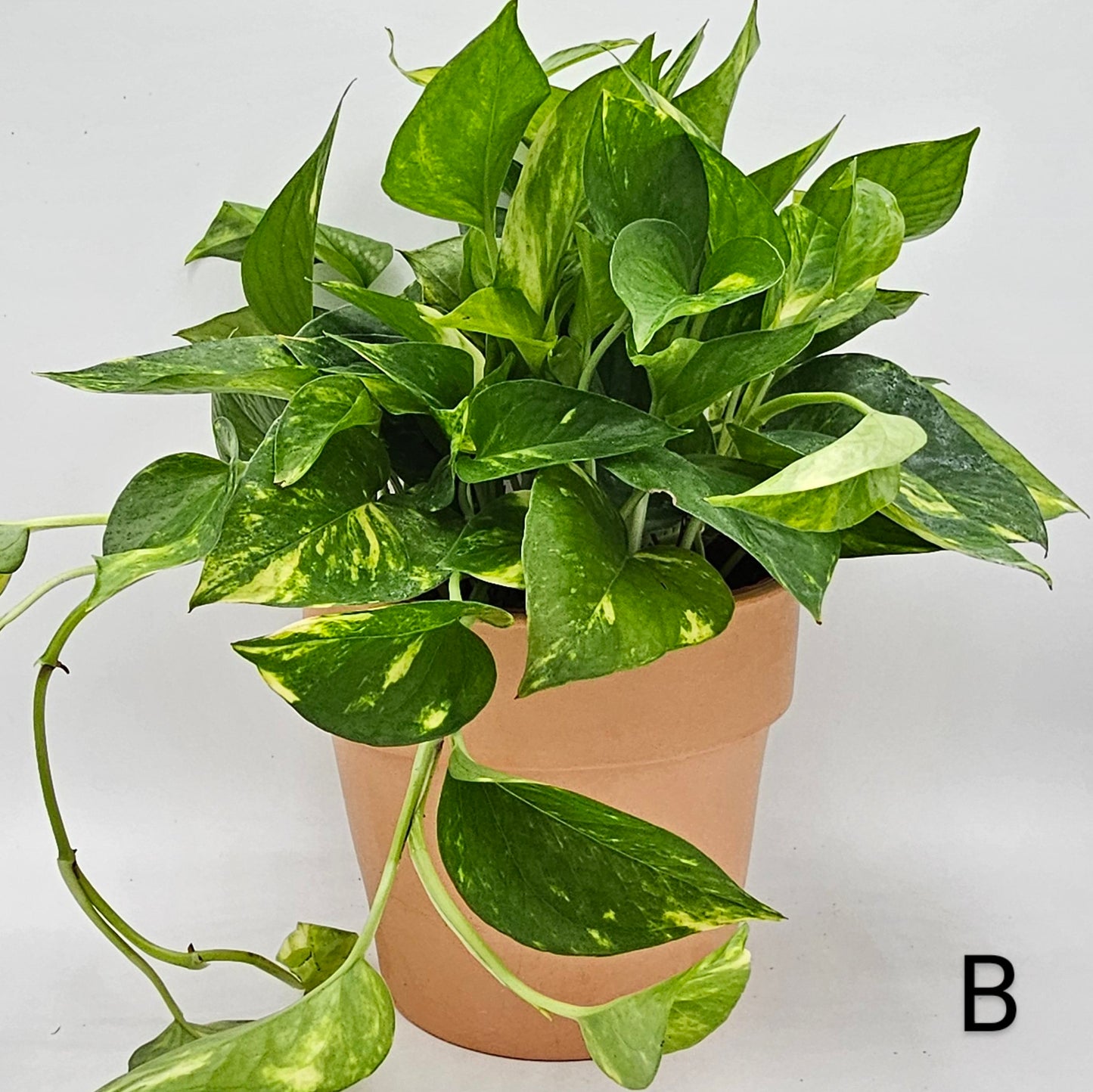 Hawaiian Pothos (Epipremnum) 6" -Exact Plant