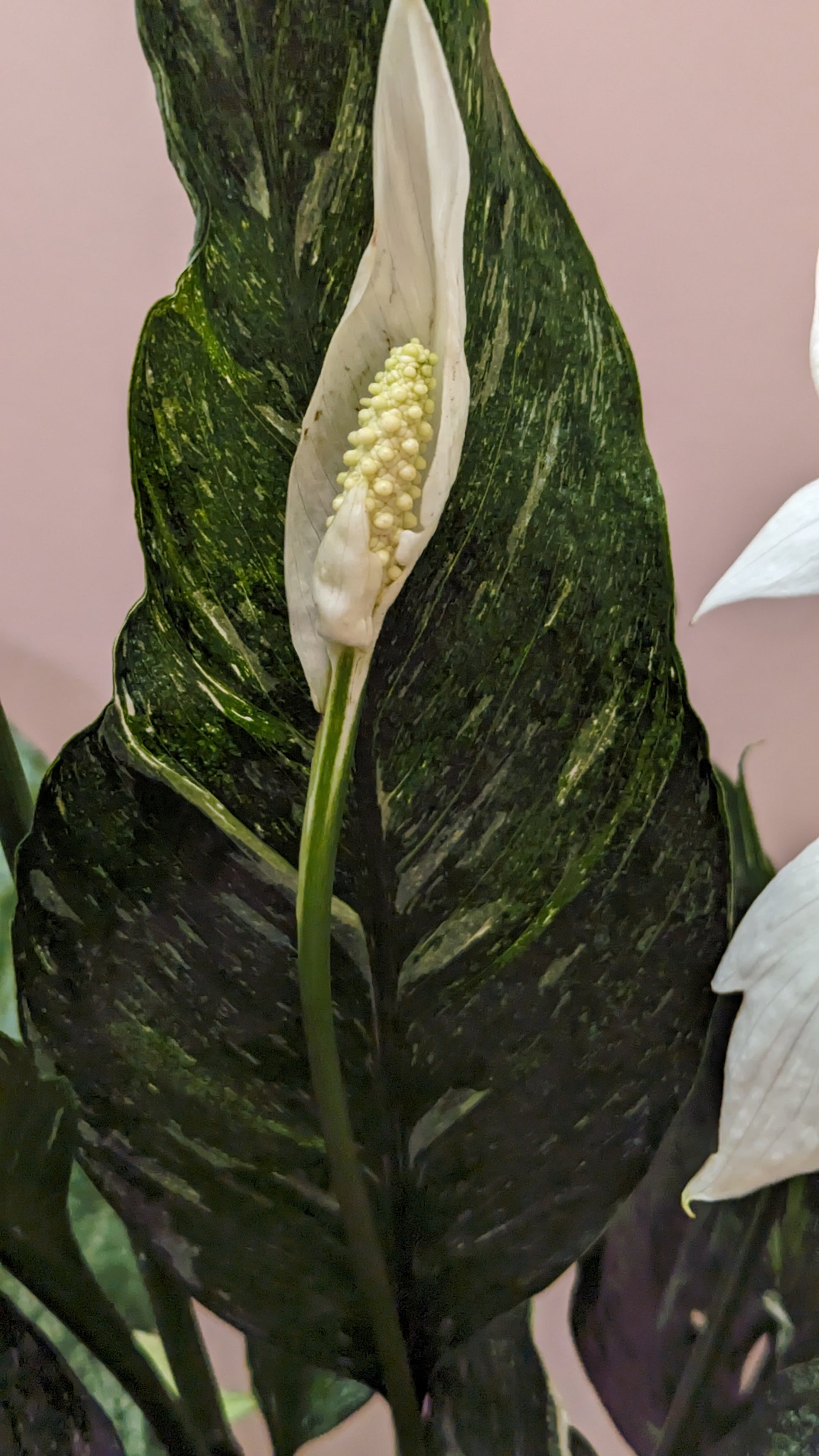 Close up of flowers on Variegated Domino Peace Lily in front of pink wall.