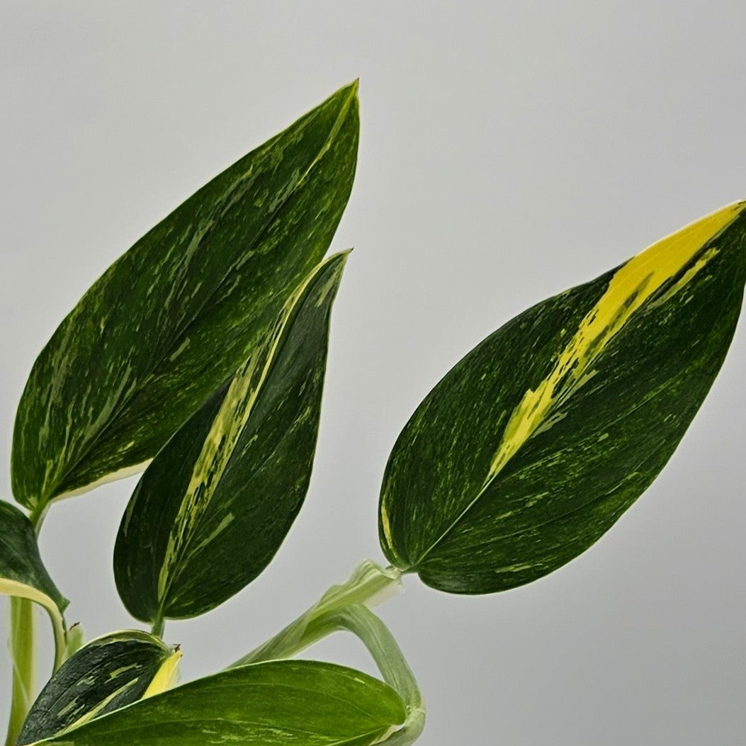 Monstera Standleyana Aurea- Exact Plant