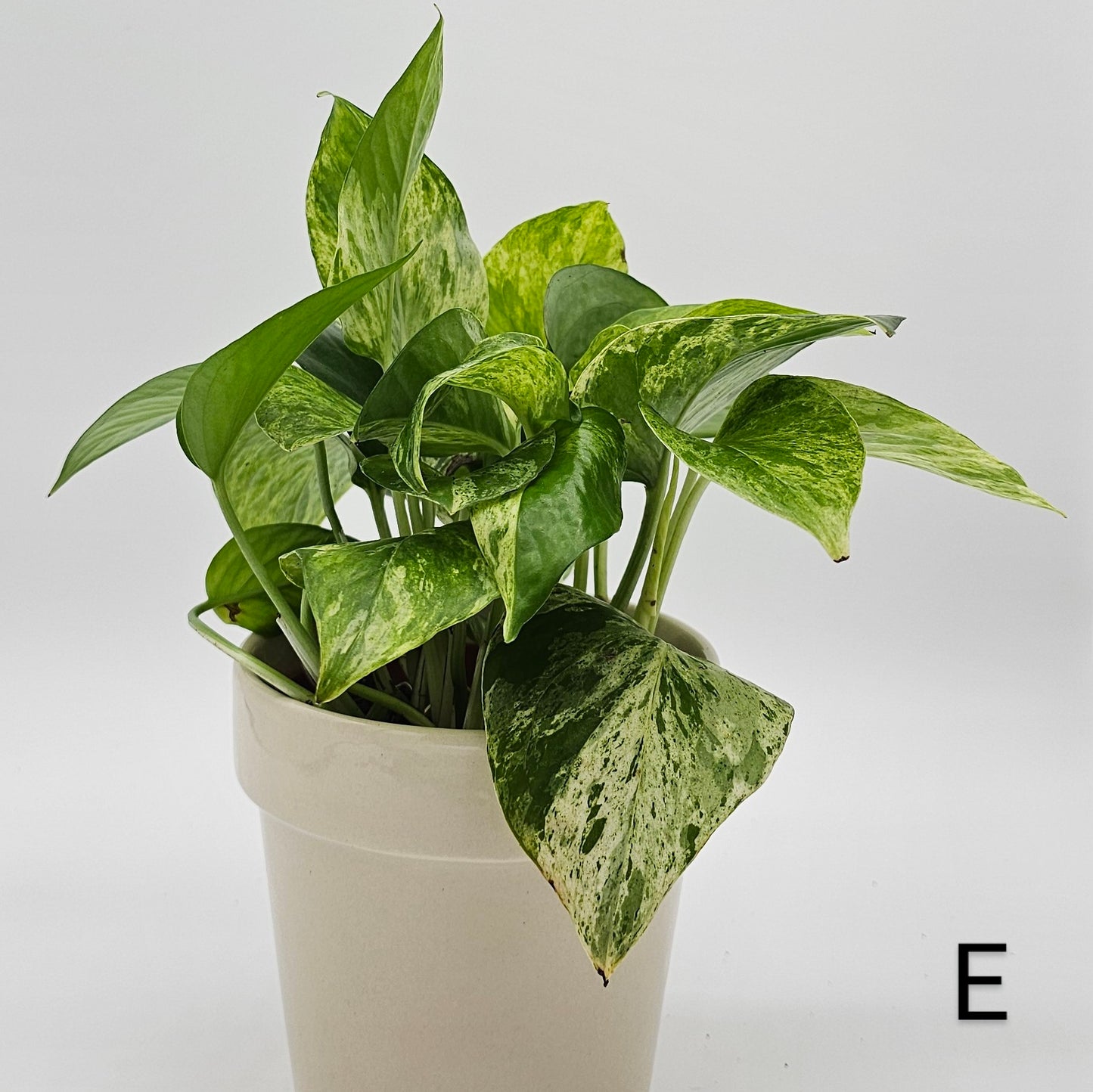 Marble Queen Pothos (Epipremnum) 4" -Exact Plant