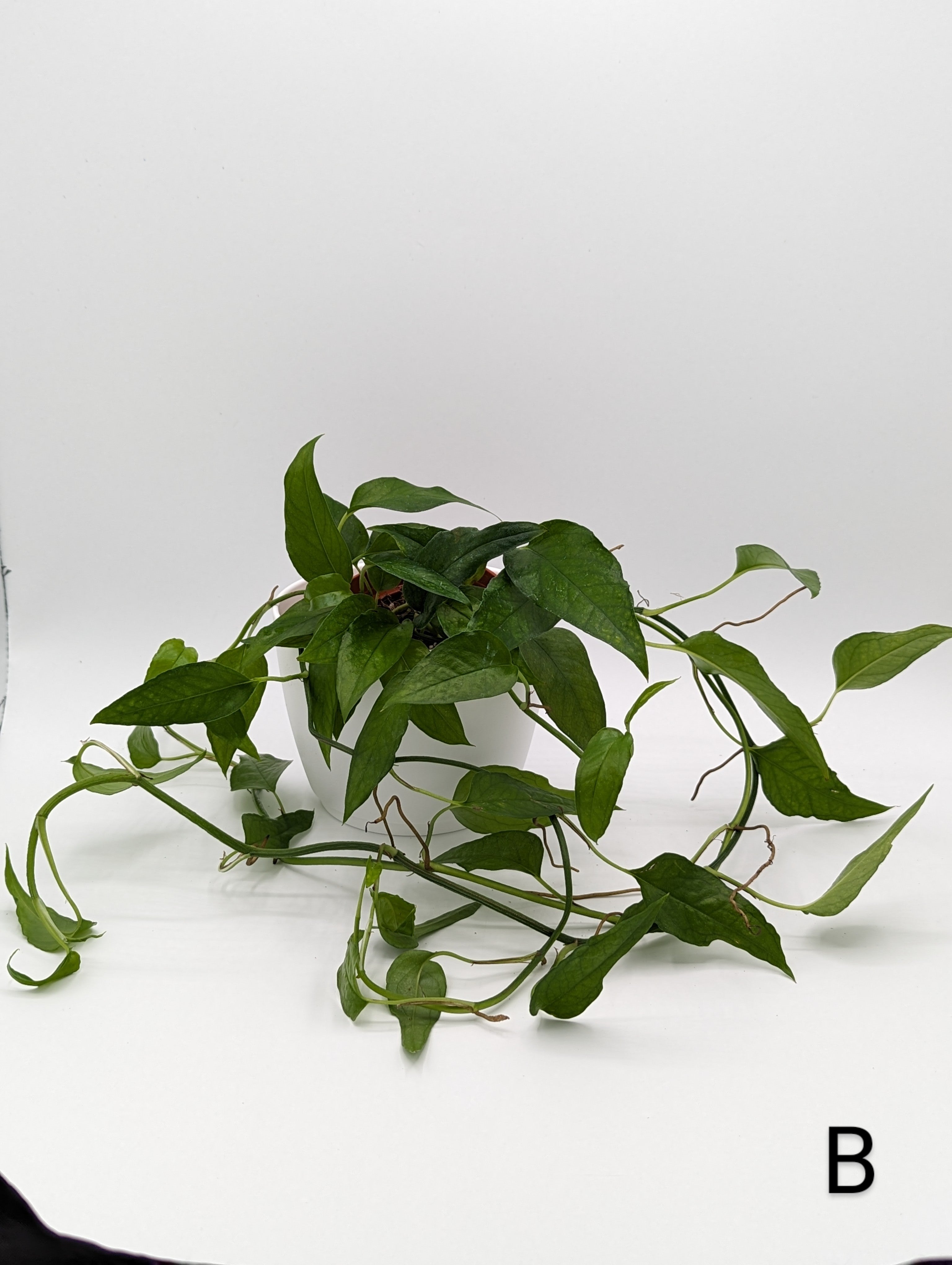 Skeleton Key Pothos Epipremnum 4 Exact Plant   Rn Image Picker Lib Temp 360fd6dd 1f37 400a A1f7 3a671ab1251a 