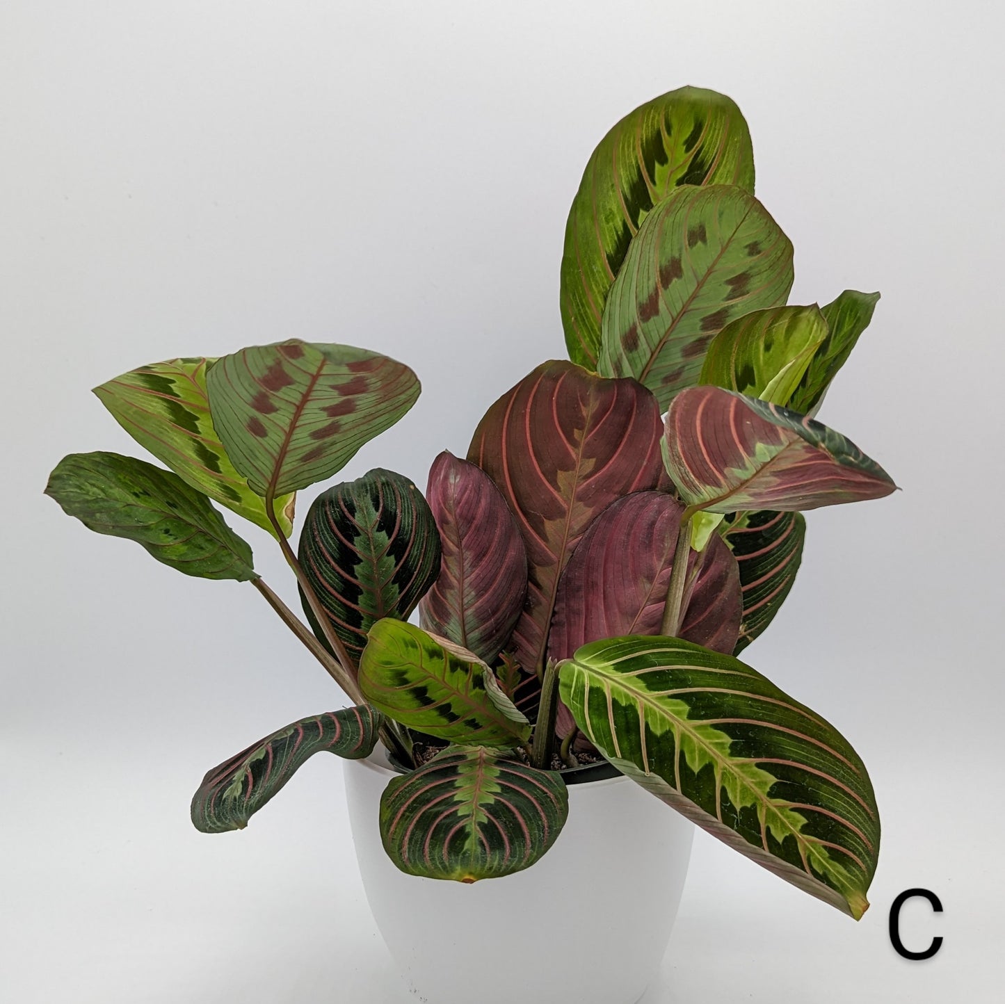 Red Prayer Plant, Maranta 4" -Exact Plants