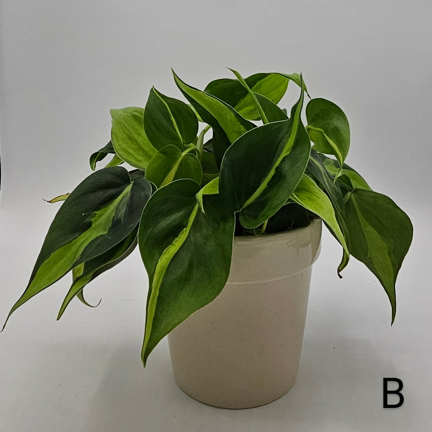 Philodendron Brasil (Brazil) 4"  -Exact Plants