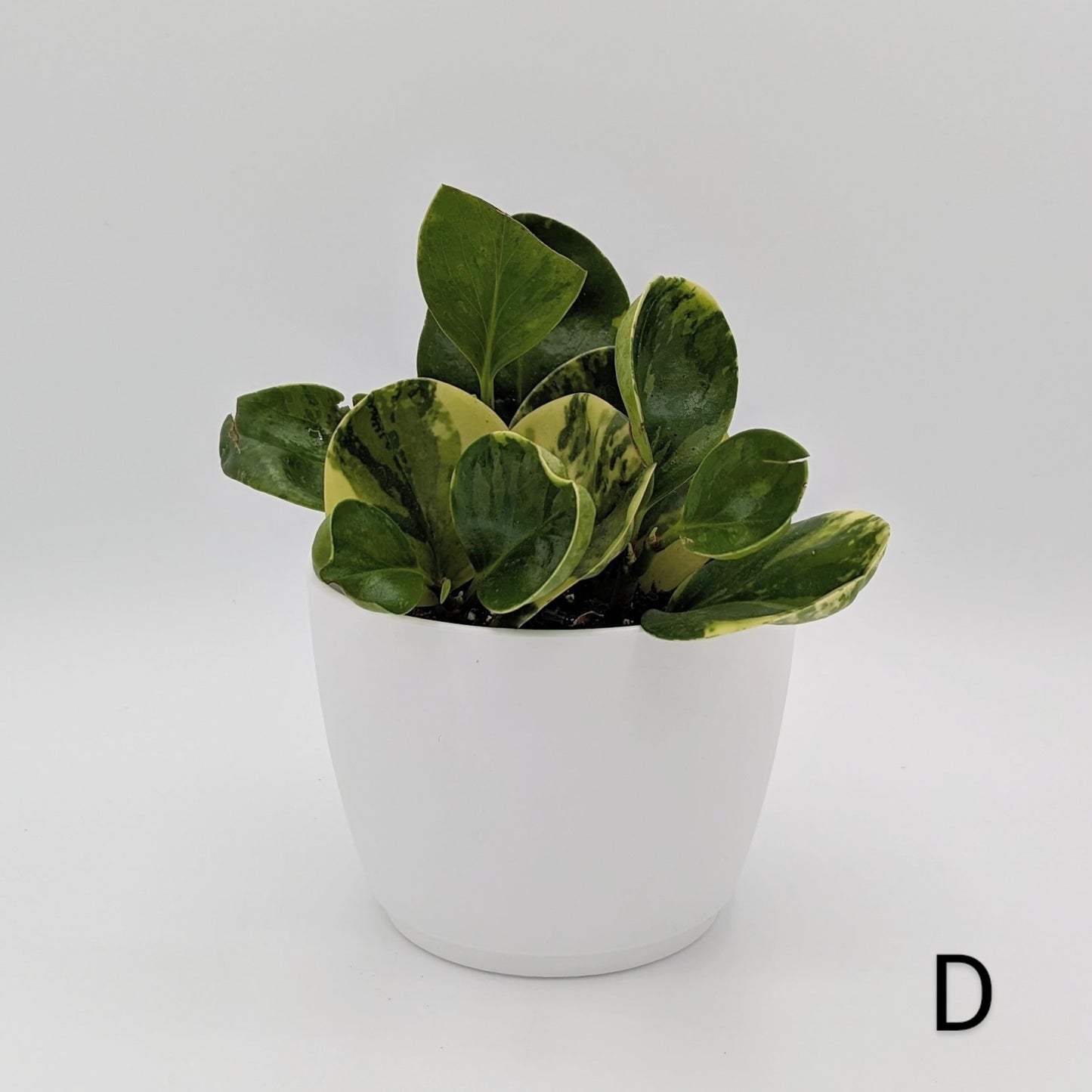 Marble Peperomia 4" -Exact Plants