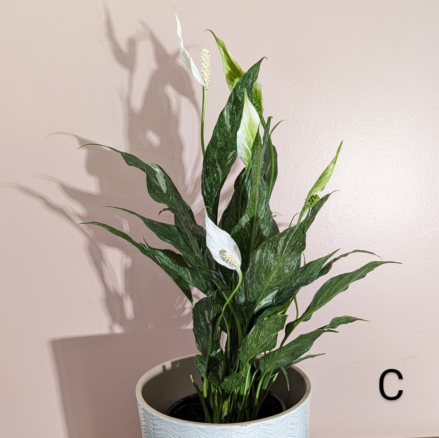 Variegated Domino Peace Lily in front of pink wall. Flowers bloomed throughout the plant. Plant C.