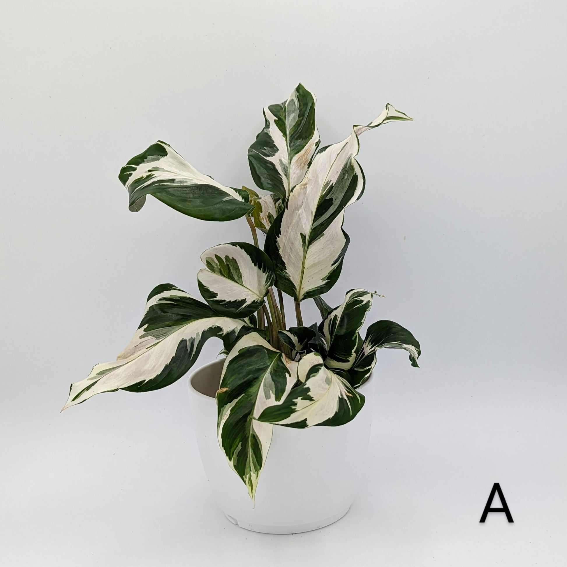 White Fushion Calathea plant in white pot. 