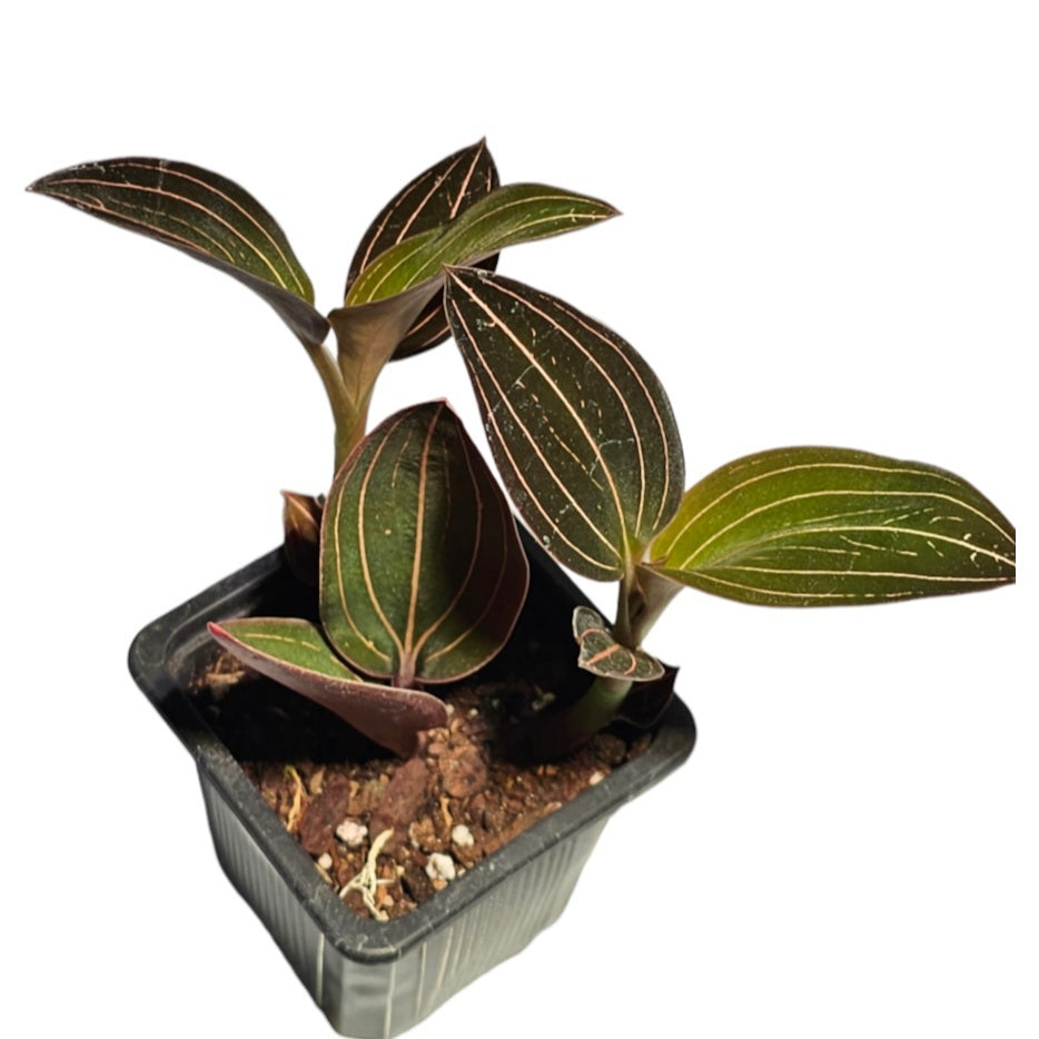 Jewel Orchid (Ludisia Discolor) 2" -Exact Plant