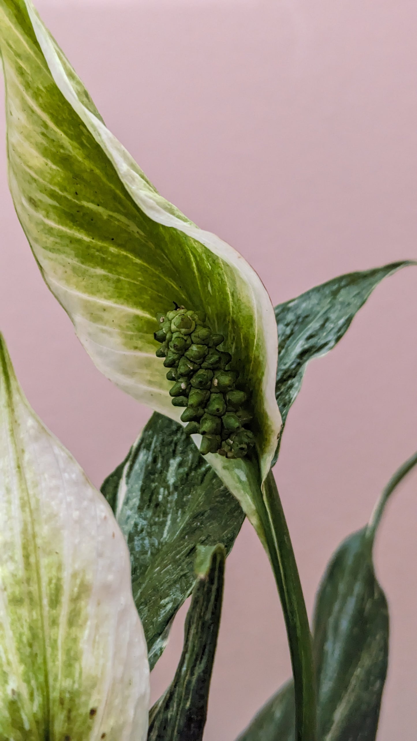 Close up of flowers on Variegated Domino Peace Lily in front of pink wall.